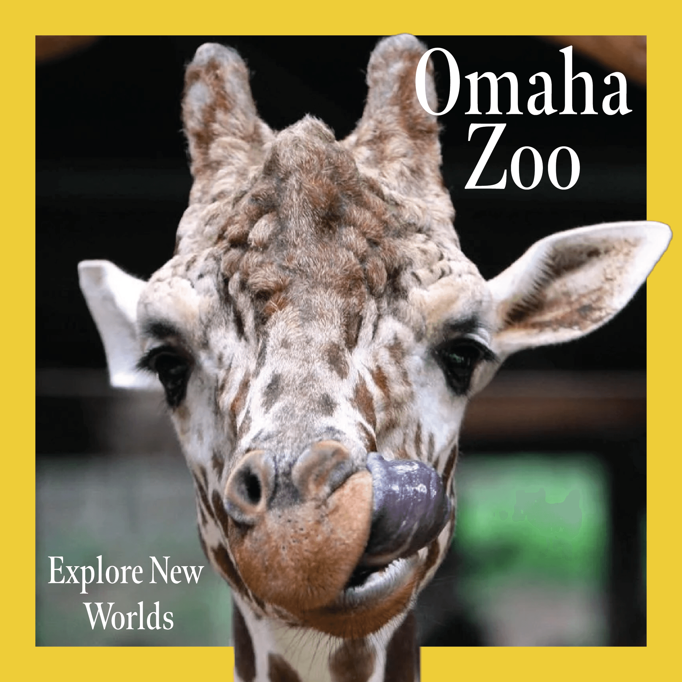 Social Media for the Zoo